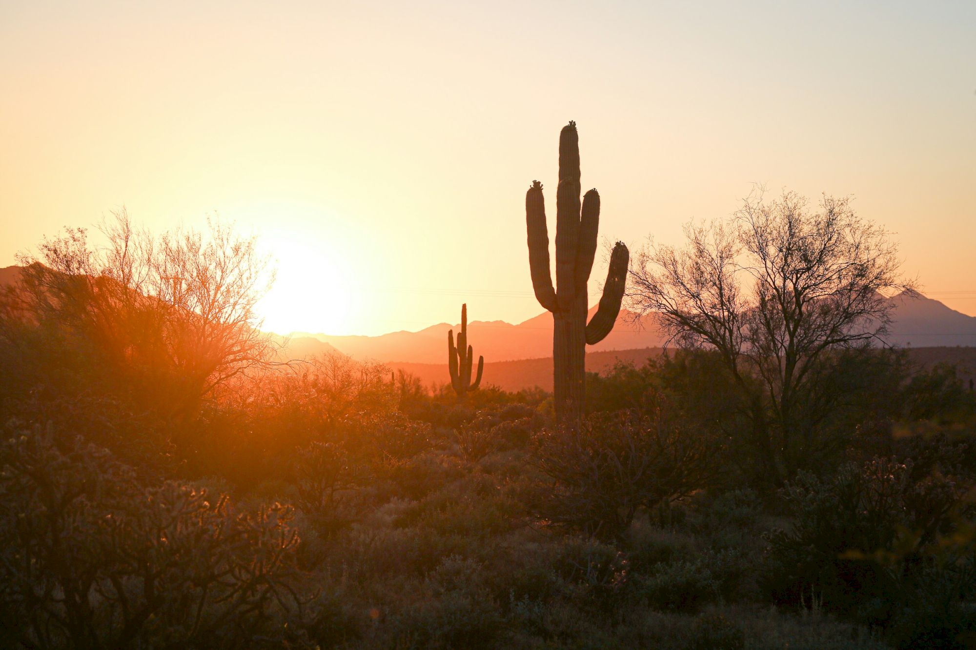 A desert landscape at sunset with silhouetted cacti and distant mountains, under a colorful sky.