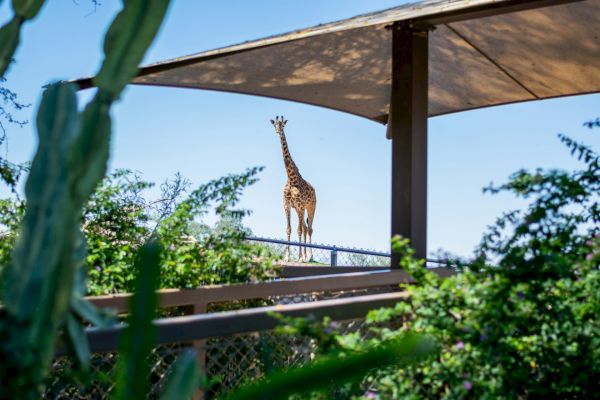 A giraffe stands under a canopy, surrounded by greenery and a fence, with a clear blue sky in the background.