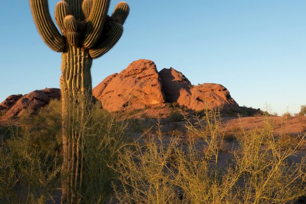 A tall cactus stands in the foreground with desert shrubs, and rocky hills are visible in the background under a clear blue sky.