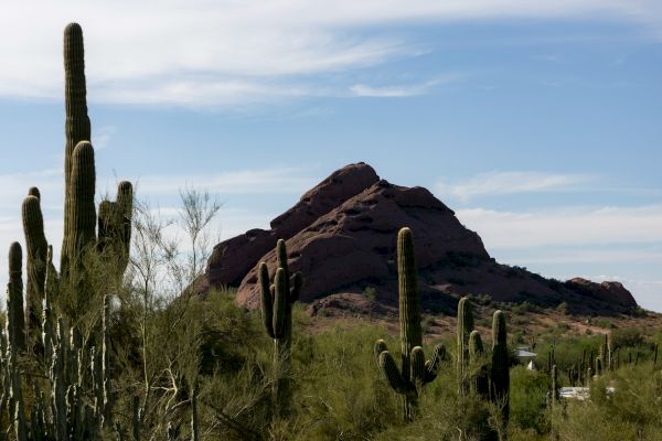 The image shows a desert landscape with tall cacti and a rocky hill under a clear blue sky.