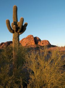 A tall cactus stands in the foreground with desert bushes, set against rugged brown rocks and a clear blue sky in the background.