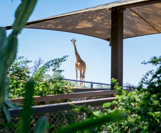 A giraffe stands under a canopy, surrounded by trees and bushes, with a clear blue sky in the background.